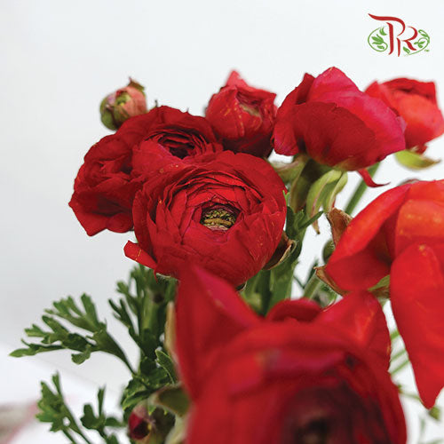 Ranunculus - Red (5 Stems) *FRAGILE - Pudu Ria Florist