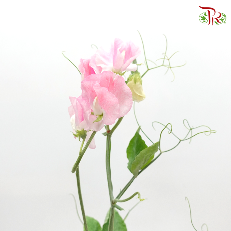 Sweet Pea - Pink (Per Bunch) - Pudu Ria Florist