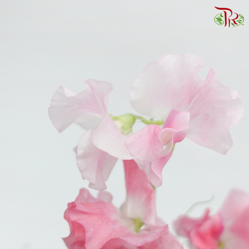 Sweet Pea - Pink (Per Bunch) - Pudu Ria Florist