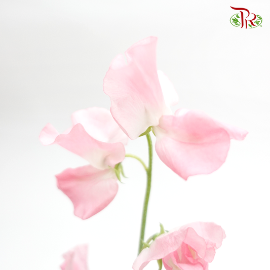 Sweet Pea - Light Pink (10 stems) - Pudu Ria Florist