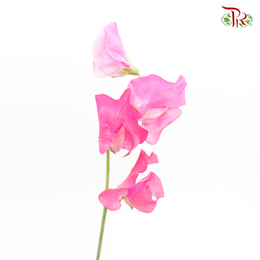 Sweet Pea - Scarlet Queen Pink (10 stems) - Pudu Ria Florist