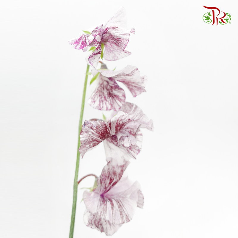 Sweet Pea - Spear Splash Purple Mixed White (10 stems) - Pudu Ria Florist