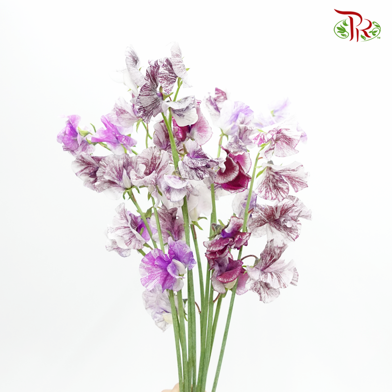 Sweet Pea - Spear Splash Purple Mixed White (10 stems) - Pudu Ria Florist