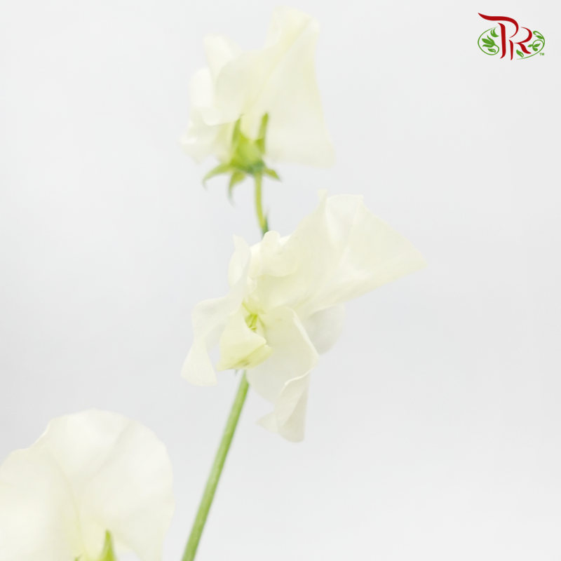 Sweet Pea - White (10 stems) - Pudu Ria Florist