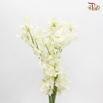 Sweet Pea - White (10 stems) - Pudu Ria Florist