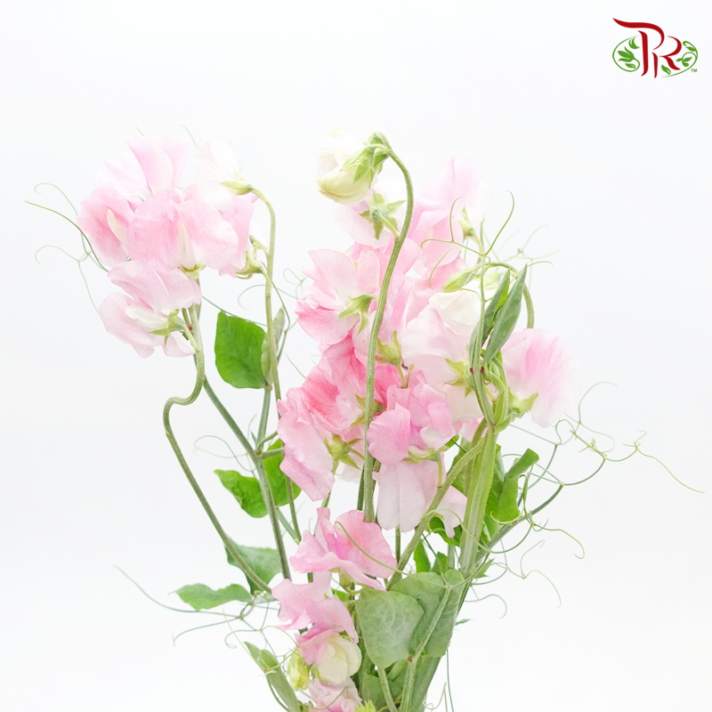 Sweet Pea - Pink (Per Bunch) - Pudu Ria Florist