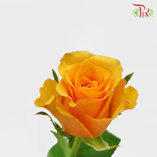 Rose - Orange (10 Stems) - Pudu Ria Florist