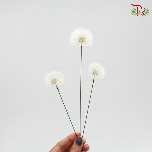 Preserved Taraxacum - (3 stems) - Pudu Ria Florist