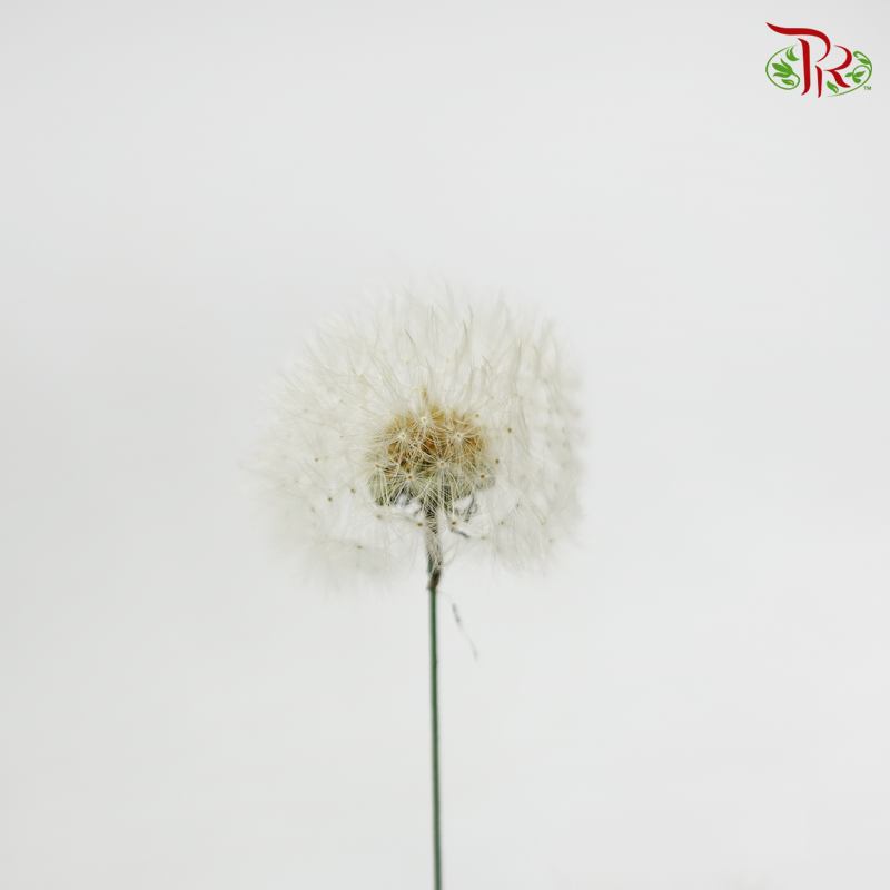 Preserved Taraxacum - (3 stems) - Pudu Ria Florist