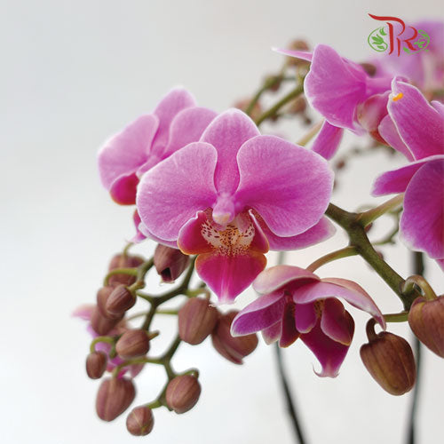 Mini Phalaenopsis Orchid - Purple With Purple Lip (Double Stems) -With no vase - Pudu Ria Florist