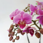 Mini Phalaenopsis Orchid - Purple With Purple Lip (Double Stems) -With no vase - Pudu Ria Florist