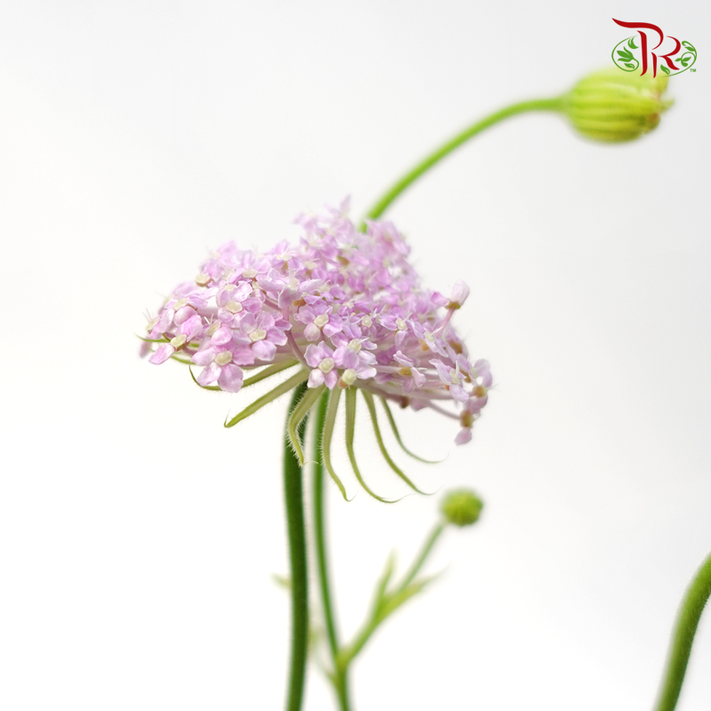 Trachymene Coerulea - Lilac (Per Bunch) - Pudu Ria Florist