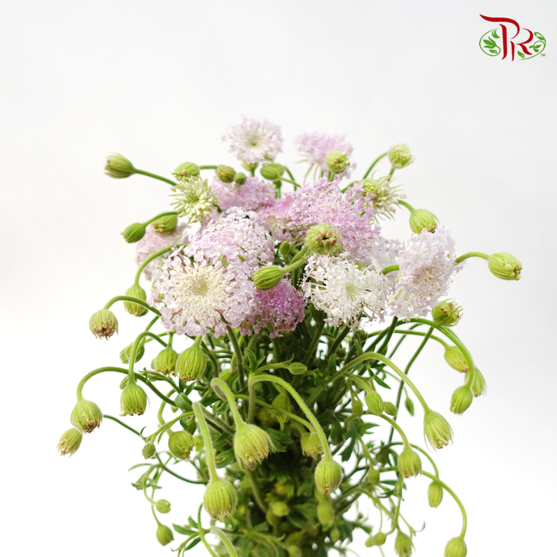 Trachymene Coerulea - Lilac (Per Bunch) - Pudu Ria Florist