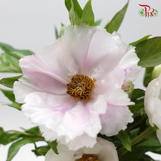 Tree Peony - Mixed Colour White (Per Bunch) *Fragile - Pudu Ria Florist