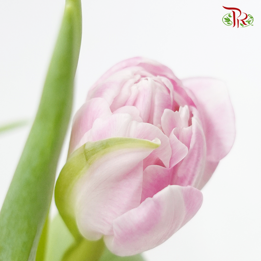 Tulip Double Petals- Voque (9-10 Stems) - Pudu Ria Florist