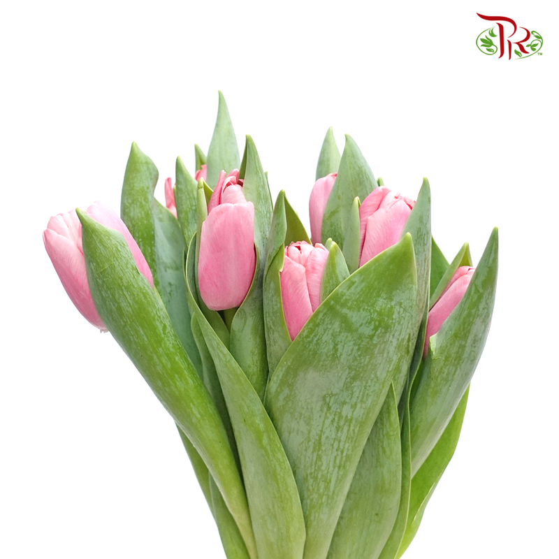 Tulip - Smoothie Pink (9-10 Stems) - Pudu Ria Florist