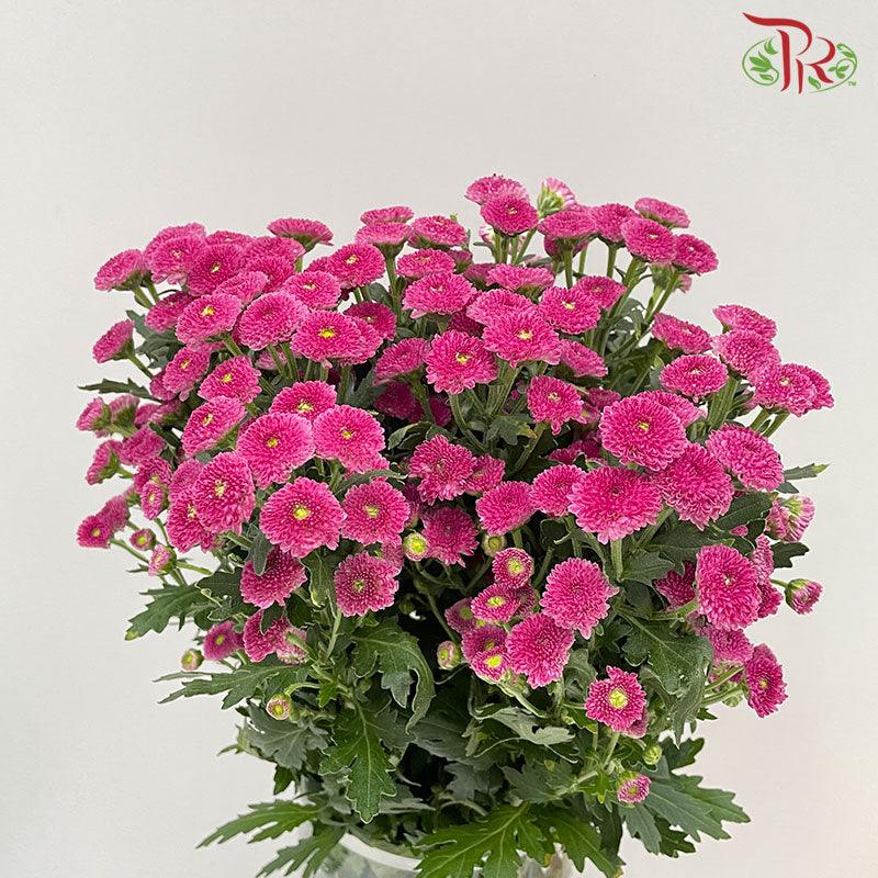 Calimero Mini Pom Pom - Purple  (10 Stems) - Pudu Ria Florist