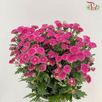 Calimero Mini Pom Pom - Purple  (10 Stems) - Pudu Ria Florist