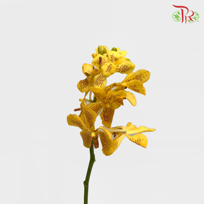 Orchid Mokara - Yellow With Red Dots  (10 Stems Per Bundle) - Pudu Ria Florist