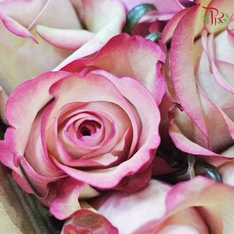 Rose - Vintage (10 Stems) - Pudu Ria Florist