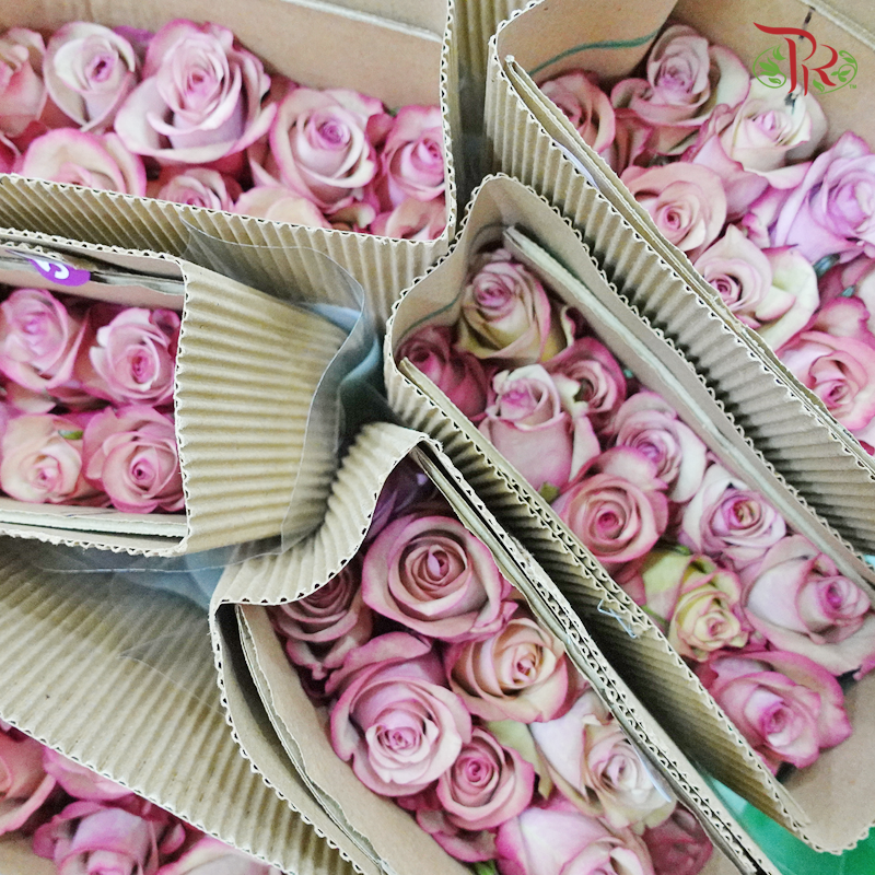 Rose - Vintage (10 Stems) - Pudu Ria Florist