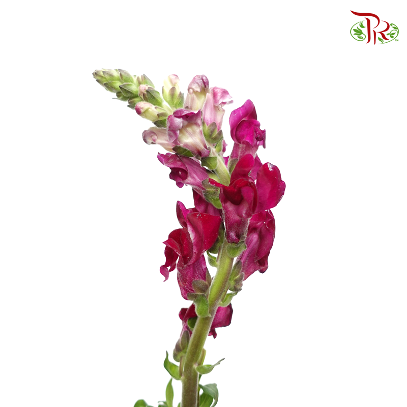 Snapdragon - Antirrhinum Red ( 10 Stems) *Fragile - Pudu Ria Florist