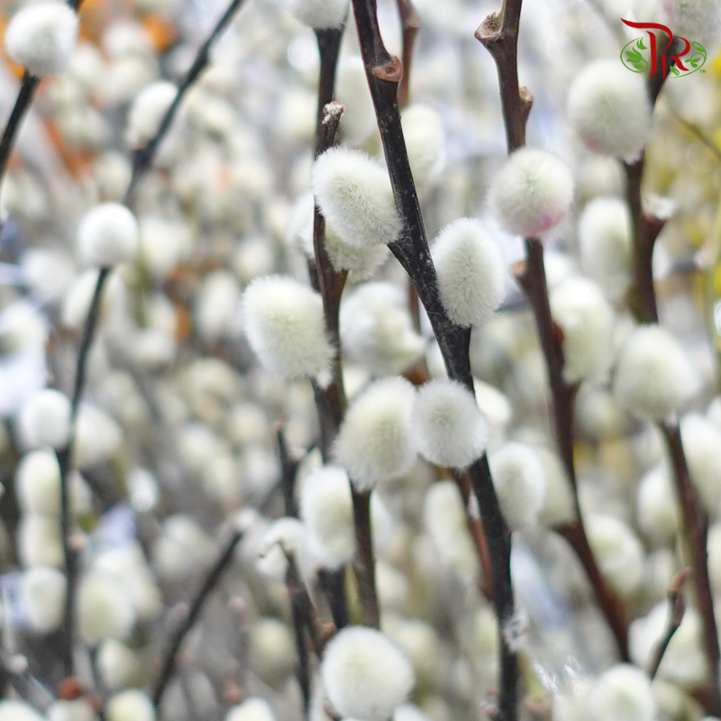 Pussy Willow Single (6FT) - White - Pudu Ria Florist