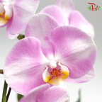 Phalaenopsis Orchid- White With Light Pink *With No Vase - Pudu Ria Florist
