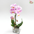 Phalaenopsis Orchid- White With Light Pink *With No Vase - Pudu Ria Florist