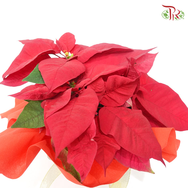 Wrapped Poinsettia Pot Plant 《圣诞红》 - Pudu Ria Florist
