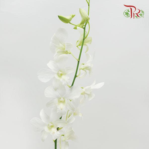 Dendrobium Orchid - White (10 Stems) - Pudu Ria Florist