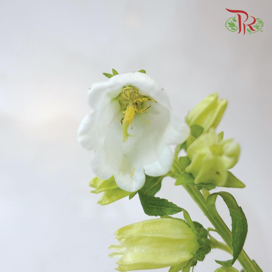 Campanula - Champion White (5 Stems) - Pudu Ria Florist