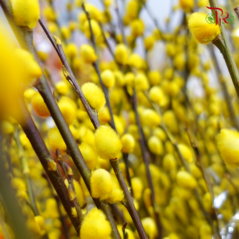 Pussy Willow Single (5FT) - Yellow - Pudu Ria Florist