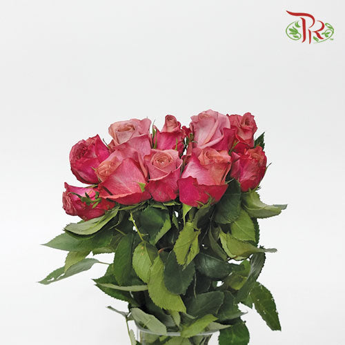 Rose - Barista (10 Stems) - Pudu Ria Florist