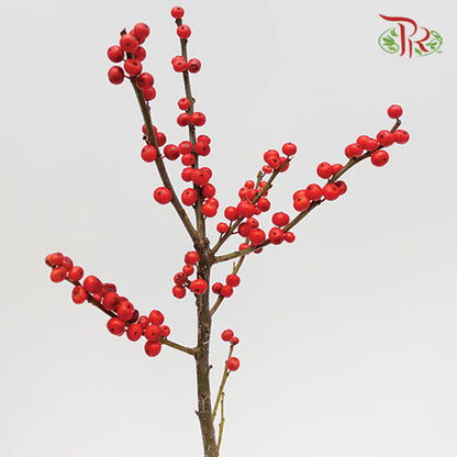 Ilex Verticlilata Red - 80cm (2 Stems) - Pudu Ria Florist