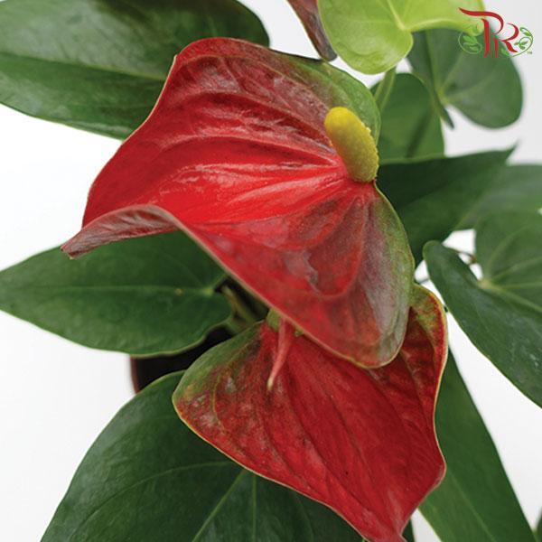 Anthurium Red《红掌》 - Pudu Ria Florist