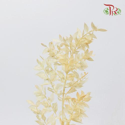 Dry Ruscus Colour - Light Cream - Pudu Ria Florist